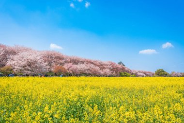 Uydu Gongendo Sakura Tsutsumi, Saitama, Japonya