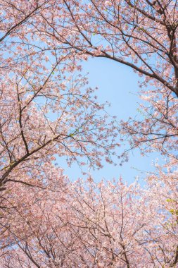 Uydu Gongendo Sakura Tsutsumi, Saitama, Japonya