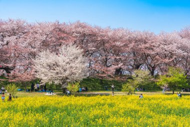 Uydu Gongendo Sakura Tsutsumi, Saitama, Japonya