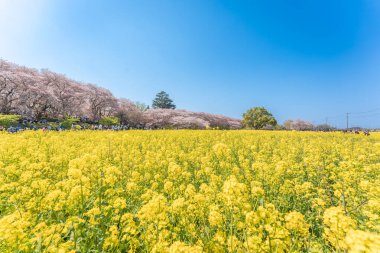 Uydu Gongendo Sakura Tsutsumi, Saitama, Japonya