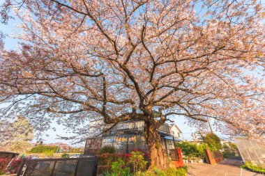 Uydu Gongendo Sakura Tsutsumi, Saitama, Japonya