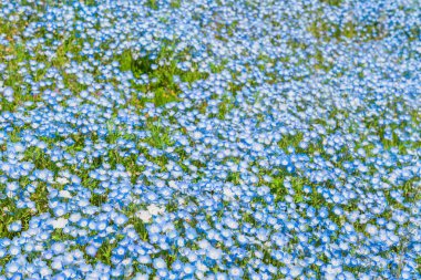 Hitachi Sahil Parkı 'nda Nemophila (Bebek mavisi gözler)