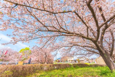 Sakura Meguro Nehri, Tokyo, Japonya