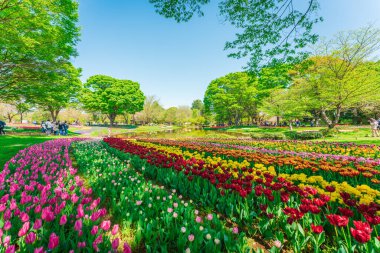 Tokyo, Japonya 'daki Showa Anıt Parkı' nda Lale Çiçeği