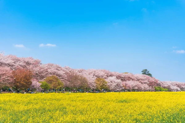 Satte Gongendo Sakura Tsutsumi Saitama Japan — Stockfoto