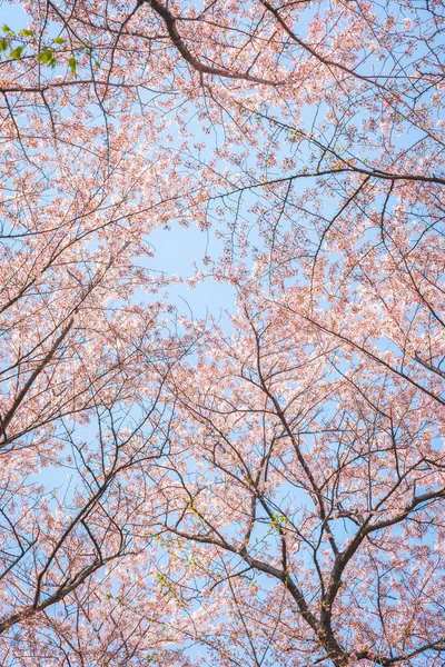 Satte Gongendo Sakura Tsutsumi Saitama Japan — Stockfoto