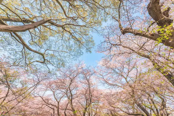 Satte Gongendo Sakura Tsutsumi Saitama — 图库照片