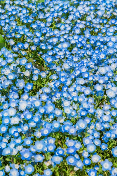 Hitachi Sahil Parkı 'nda Nemophila (Bebek mavisi gözler)