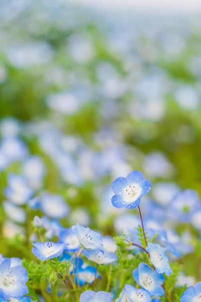 Hitachi Sahil Parkı 'nda Nemophila (Bebek mavisi gözler)