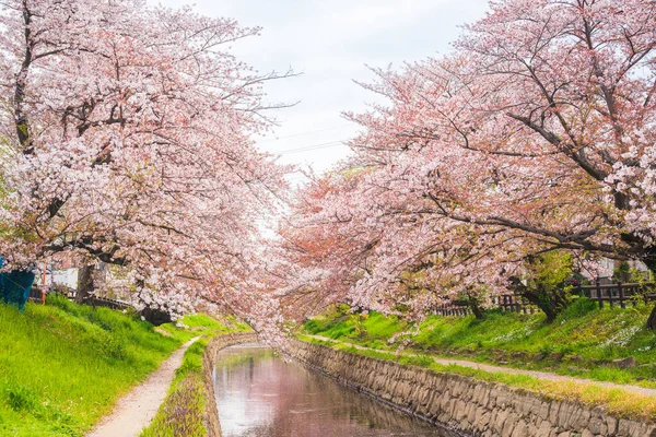 Motoara River Cherry Blossom Avenue Сайтама Токио — стоковое фото