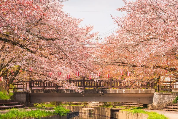 Motoara River Cherry Blossom Avenue Saitama Tóquio — Fotografia de Stock