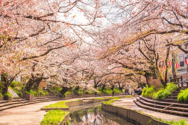 Motoara River Cherry Blossom Avenue Сайтама Токио — стоковое фото