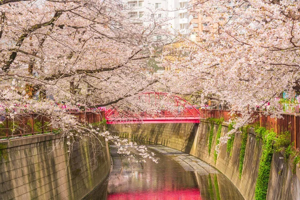 Сакура Реке Мегуро Токио Япония — стоковое фото