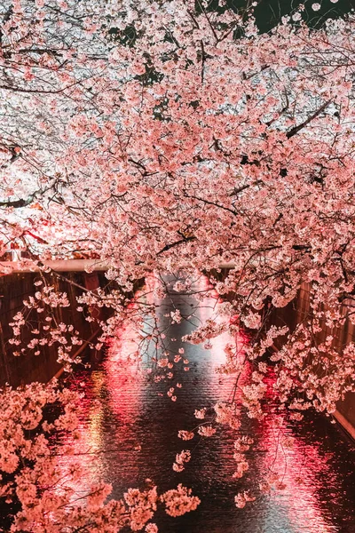 日本东京Meguro River的Sakura — 图库照片