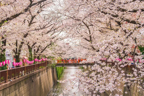 日本东京Meguro River的Sakura — 图库照片