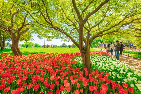 Tulpenblume Showa Memorial Park Tokio Japan — Stockfoto