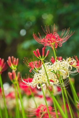 Murakami Yeşil Uzay Parkı 'nda Lycoris radyatörü (Kızıl Örümcek zambağı)