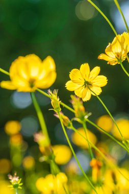 Showa Kinen Parkı Kozmos Limon Parlak Çiçekleri