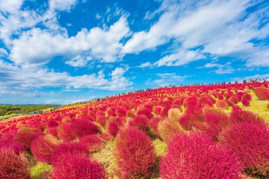 Kokia (yaz selvisi) Hitachi Sahil Parkı 'nda