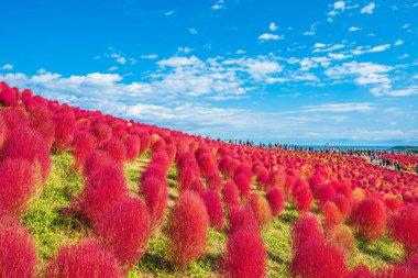 Kokia (yaz selvisi) Hitachi Sahil Parkı 'nda