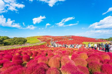 Kokia (yaz selvisi) Hitachi Sahil Parkı 'nda