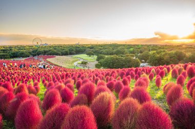Kokia (yaz selvisi) Hitachi Sahil Parkı 'nda