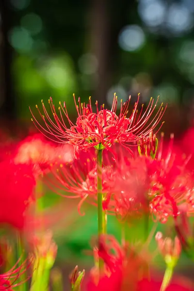 Lycoris radiata (Red spider lily) in Murakami Green Space Park