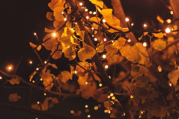 From below fairy lights wrapped around branches of autumn tree at night in park