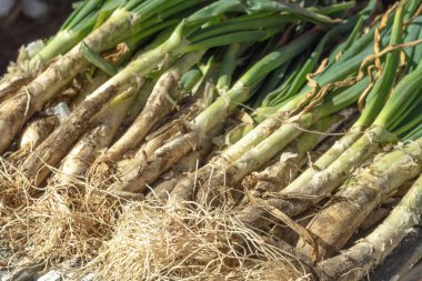 Varios Calots, çeşit çeşit taze soğandır. 