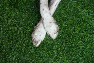 Beyaz bir spanyel köpek cinsinin çapraz bacakları.