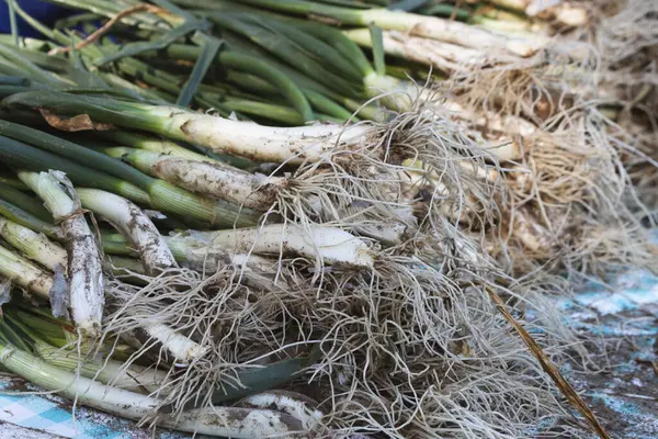 Yakın çekim demetleri, taze bir katalan soğanı. 
