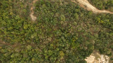 Güneşli bir günde ormanda yetişen yeşil ağaçlara tepeden bakan hava aracı.