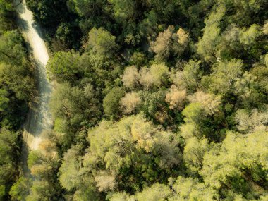 Bu hava fotoğrafı, yeşilin çeşitli tonlarında sık bir orman yakalar, aşağıdaki zengin yapraklarla güzel zıtlaşan dolambaçlı toprak bir yol içerir..