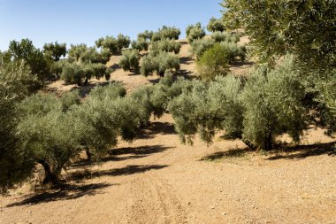 Bu resim, yumuşak bir yamaçta sergilenen, parlak mavi gökyüzünün bir zeminine karşı yemyeşil ağaçlar sergilenen, huzur ve doğal güzelliği yansıtan resim gibi bir zeytin koruluğunu temsil ediyor..