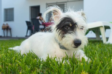 Çekici bir köpek yumuşak çimenlerin üzerinde dinlenir, sükuneti yakalar. Titreşimli atmosfer, güneşli bir açık hava gününün neşesini sergiliyor. Oynamak için mükemmel..