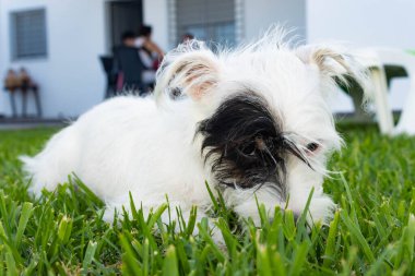 Yüzünde siyah bir leke olan beyaz bir köpek arka bahçedeki yeşil çimlerin üzerinde uzanıyor. Görüntü, arka planda bulanık insanları da içeriyor, bu da rahatlamış bir aile ya da sosyal ortam olduğunu gösteriyor..