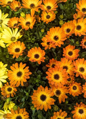 Canlı turuncu ve sarı papatyalar yemyeşil bir bahçede çiçek açıyor. Baharı, doğayı ve yenilenmeyi temsil eden renkli ve neşeli bir sahne.