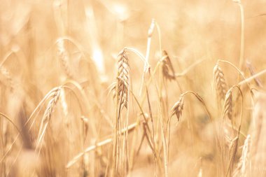  Yumuşak güneş ışığı altında altın bir tarlada yavaşça sallanan olgun buğday kulaklarına odaklanın. Sıcak tonlar ve sığ alan derinliği rüya gibi ve huzurlu bir atmosfer yaratır..