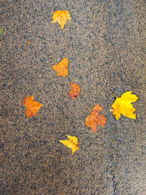 Birkaç sarı ve turuncu sonbahar akçaağaç yaprakları yağmurdan sonra ıslak asfalt bir yüzeye saçılmış, sonbahar mevsimini sembolize ediyor.