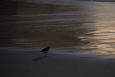 Gün batımını seyreden bir kuş