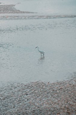 Balıkçıl kuş nehirde balık tutuyor.