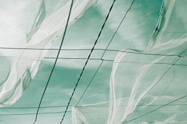 Sepia Palmiye Ağacı Miami titreşimleri