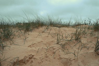 Sahile yakın korunan kumullar otlarla kaplı.
