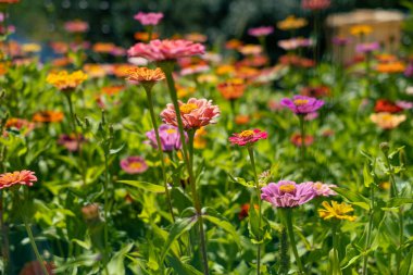 Bahçenin her yerinde çiçekler var.