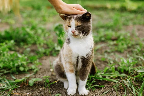 stock image cute cat in the garden