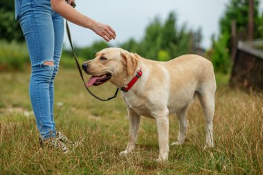 Enerjik bir Labrador Retriever köpeği çayırda metresiyle oynar, koşar ve atlar..