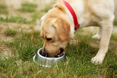 Cute dog eats his food on the lawn. Red collar for dogs. Playing pets, pet concept.