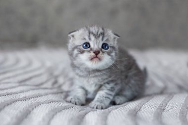 Odada küçük bir İngiliz kısa hava kedisi var. Battaniyenin üzerinde oturan sevimli kedi yavrusu. Hayvan konsepti.