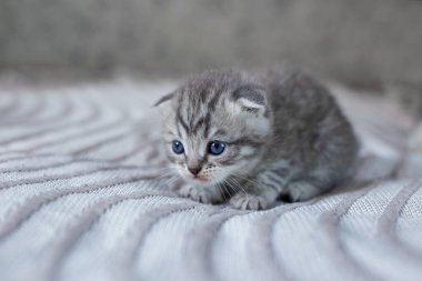 Odada küçük bir İngiliz kısa hava kedisi var. Battaniyenin üzerinde oturan sevimli kedi yavrusu. Hayvan konsepti.