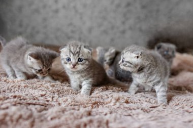 İskoç kedi yavruları. Birçok yavru İskoç kulaklı İngiliz yavru kedisi gri odanın arka planında. Hayvan konsepti.